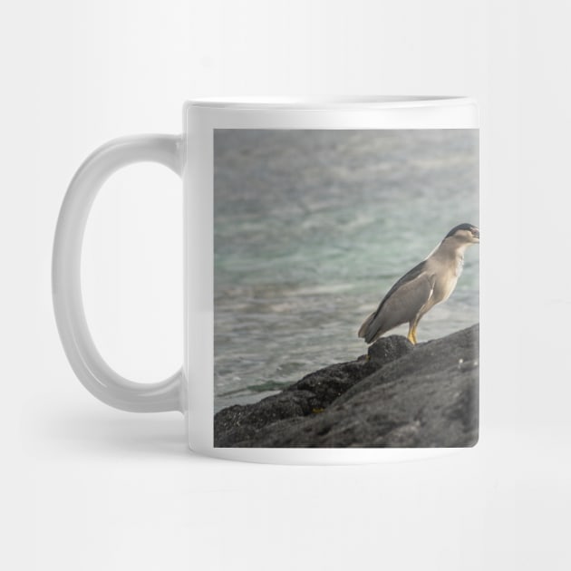 Black-crowned night heron of hawaii 7 by KensLensDesigns